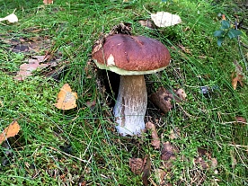 Уникальная природа Карелии - грибы