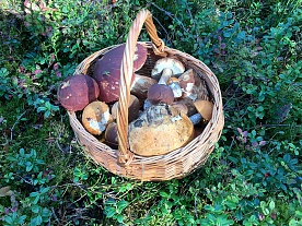 Уникальная природа Карелии - грибы
